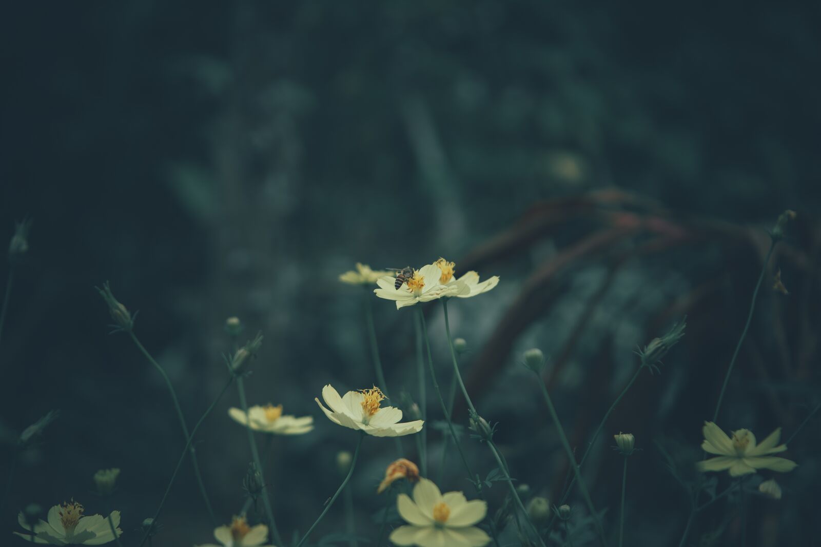 Nikon D7100 sample photo. Flowers, pansy, bees photography