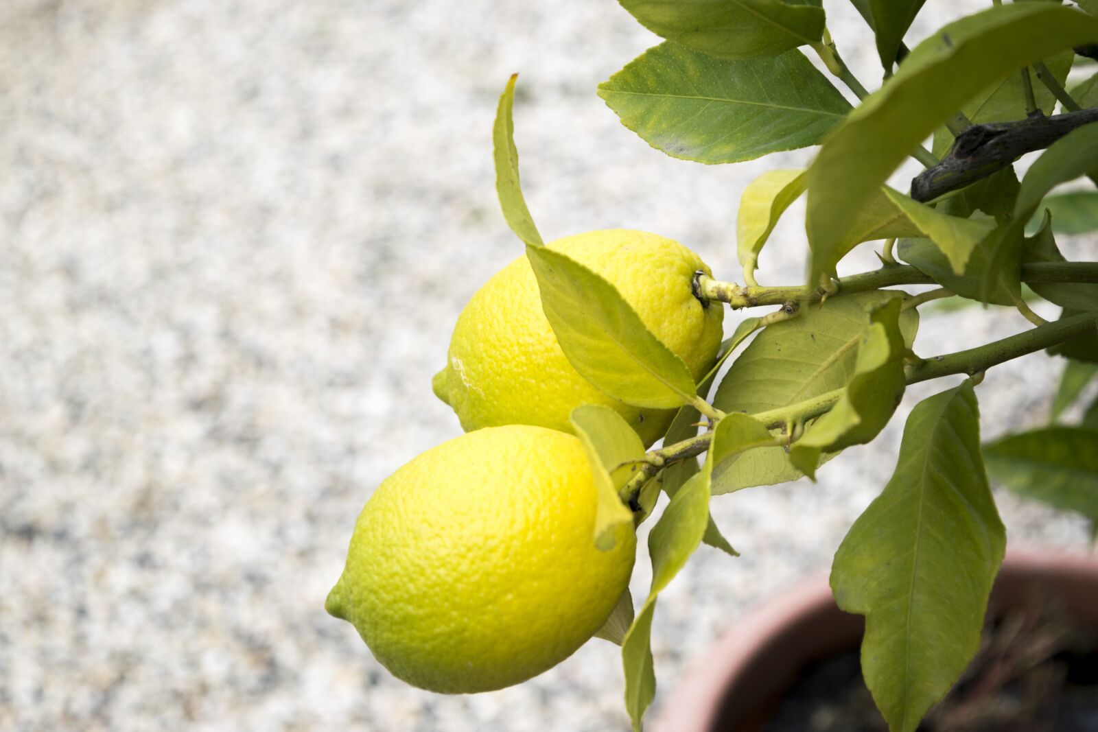 Nikon D5300 sample photo. Lemons, nature, sano photography
