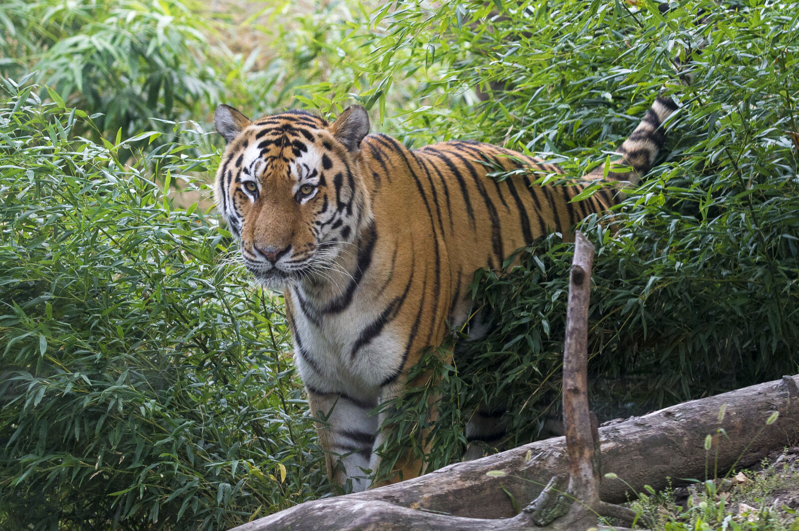 Nikon D3200 sample photo. Animal, predator, tiger, wildlife photography