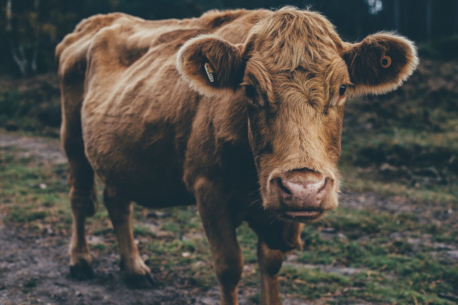 Nikon D4S sample photo. Animal, cattle, cow photography