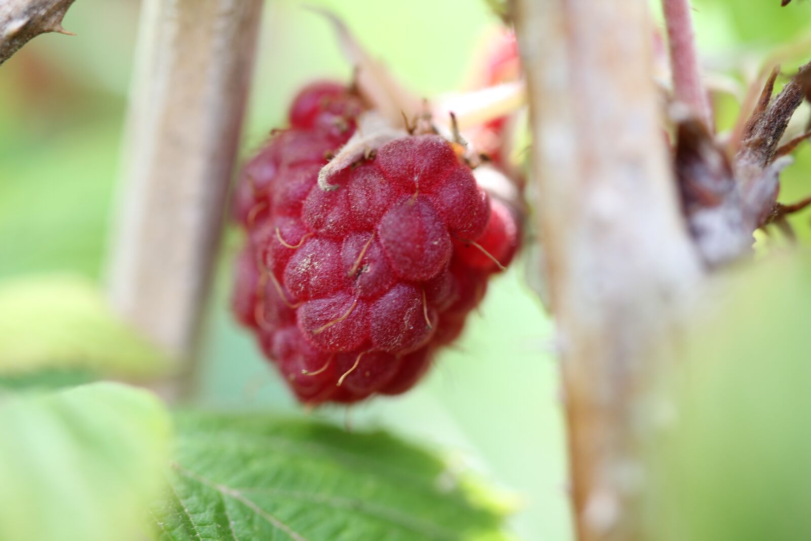 Canon EOS 550D (EOS Rebel T2i / EOS Kiss X4) sample photo. Raspberry, red, fruit photography