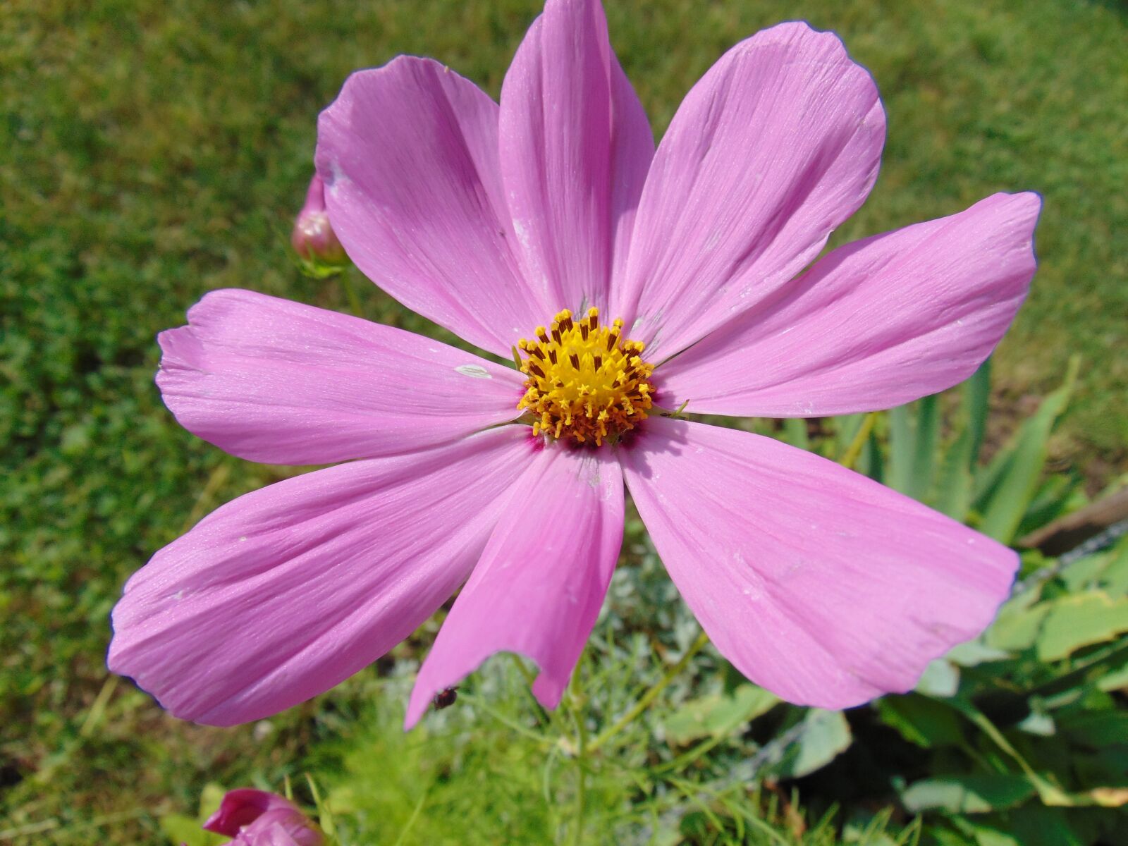 Sony Cyber-shot DSC-H300 sample photo. Nature, 2018 summer, flower photography