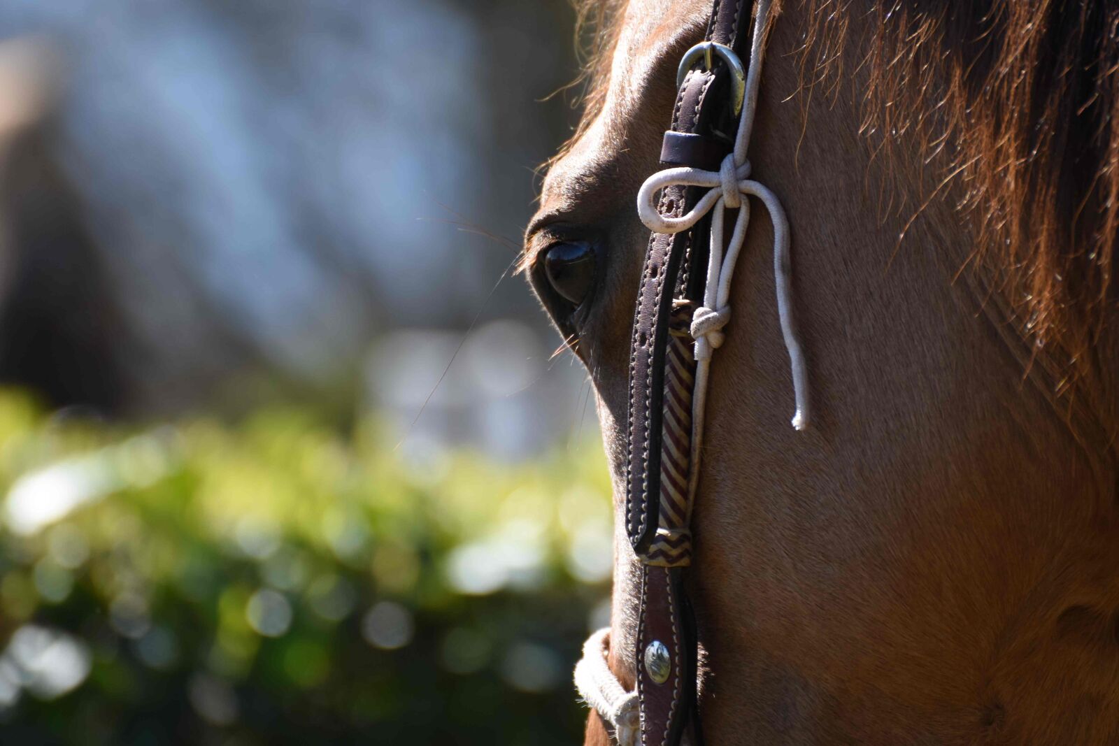 Nikon D7200 sample photo. Horse, summer, nature photography