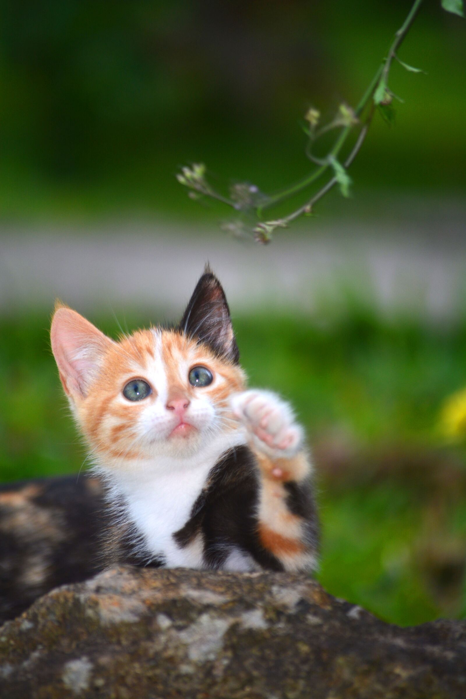 Nikon D5200 sample photo. Cat, animal, predator photography