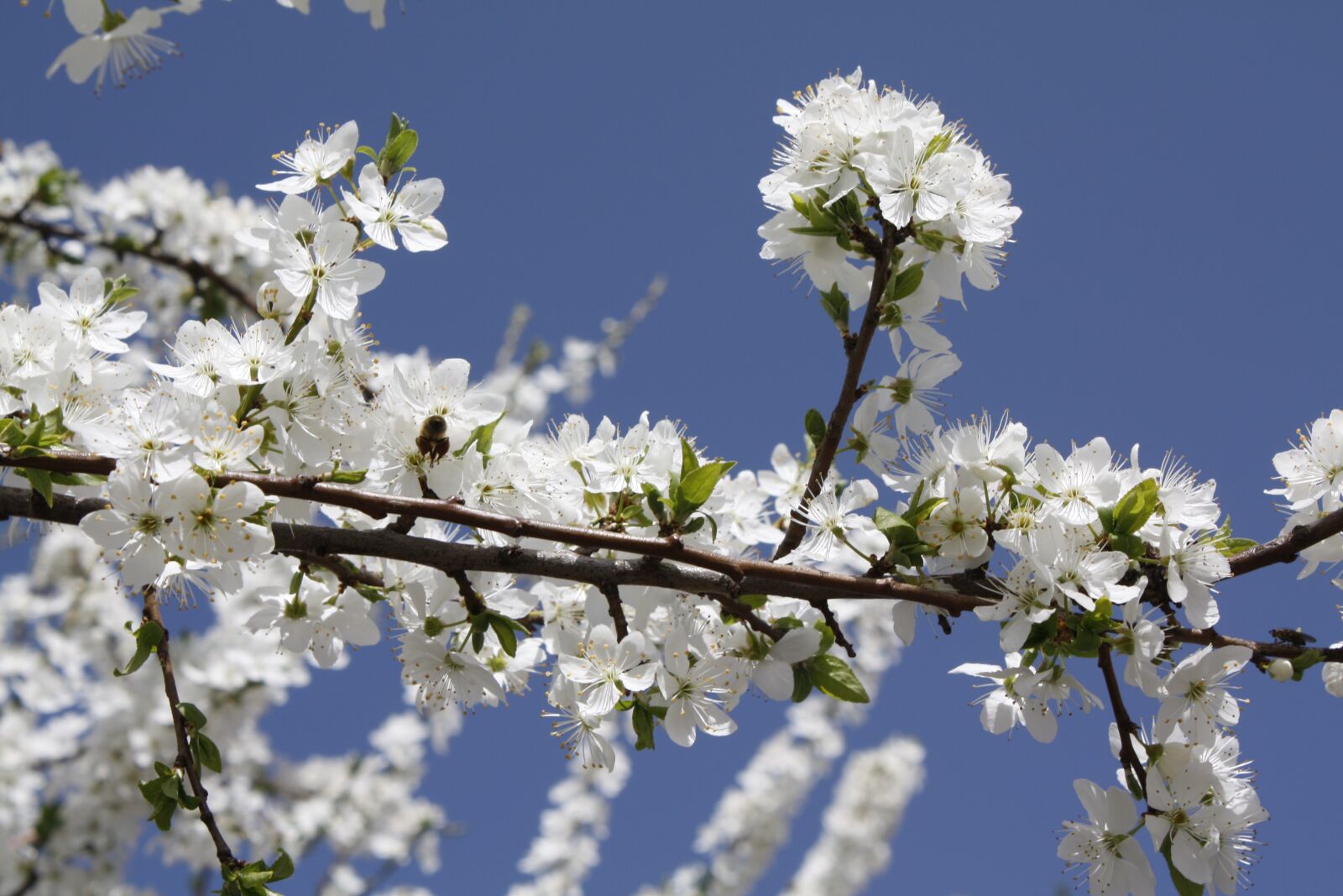 Canon EOS 450D (EOS Rebel XSi / EOS Kiss X2) sample photo. Tree, cherry wood, branch photography
