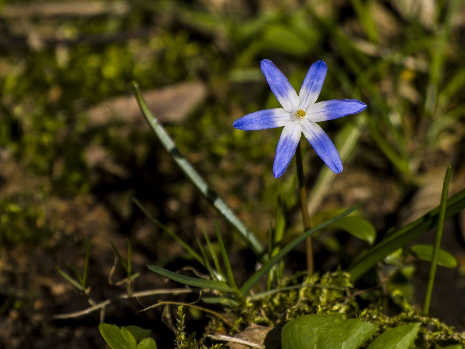 Olympus E-3 sample photo. Blue star, flower, blossom photography