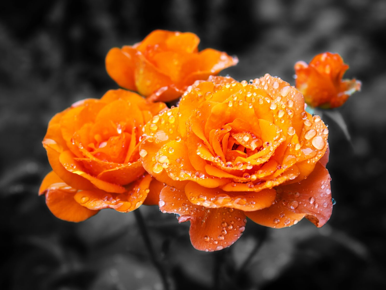 Olympus M.Zuiko Digital ED 12-100mm F4.0 IS Pro sample photo. Flower, rose, beauty photography