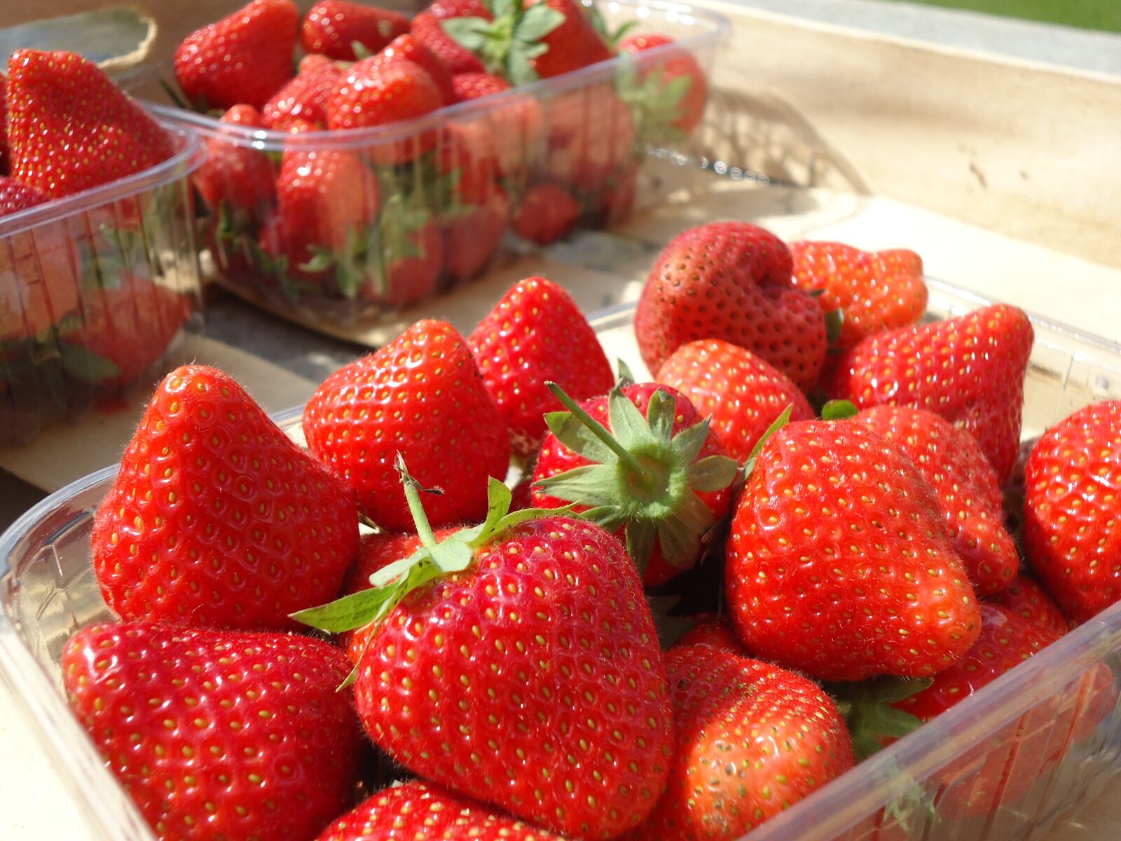 Sony DSC-W550 sample photo. Strawberries, spring, summer photography