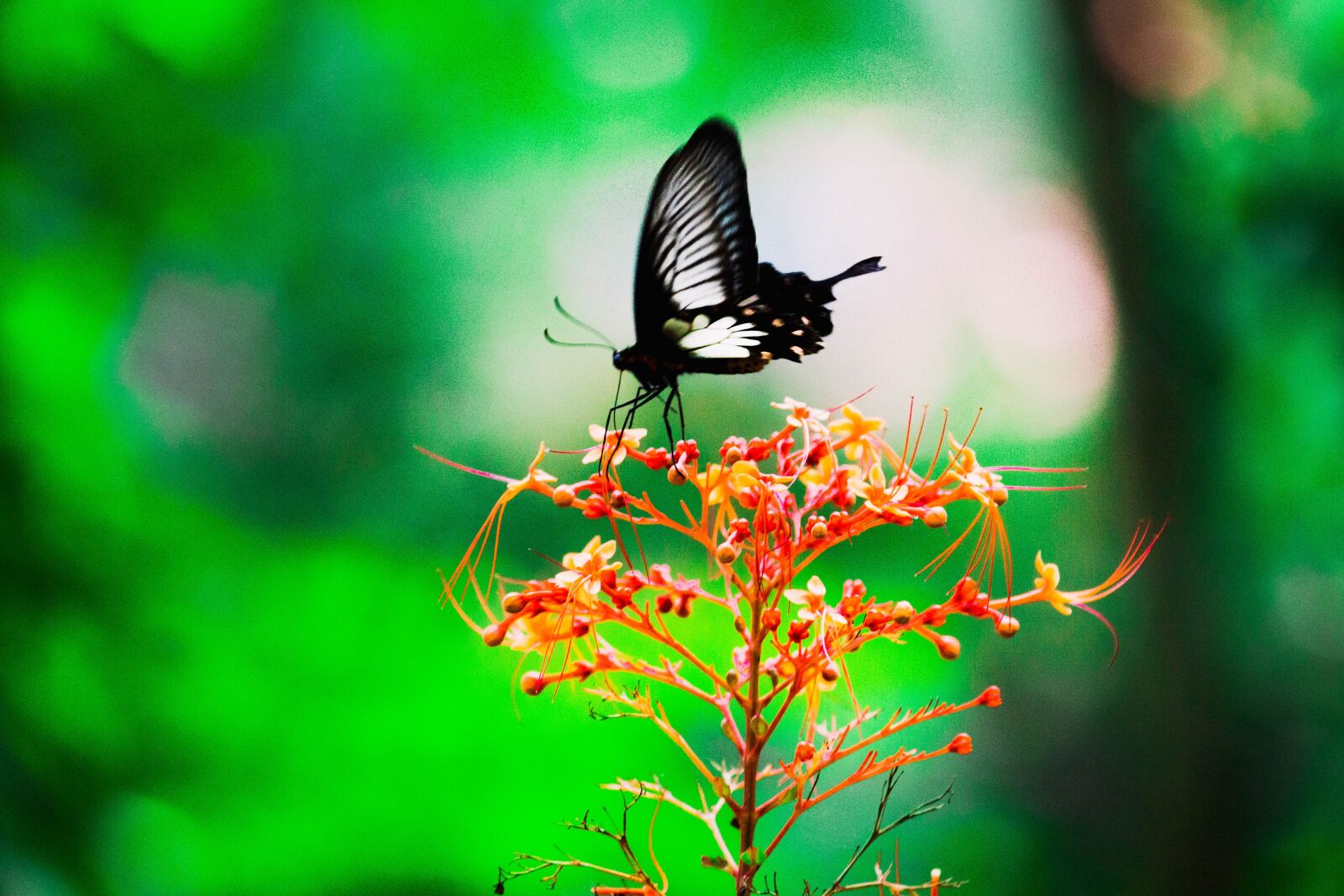 Canon EOS 700D (EOS Rebel T5i / EOS Kiss X7i) sample photo. Butterfly, flower, spring photography