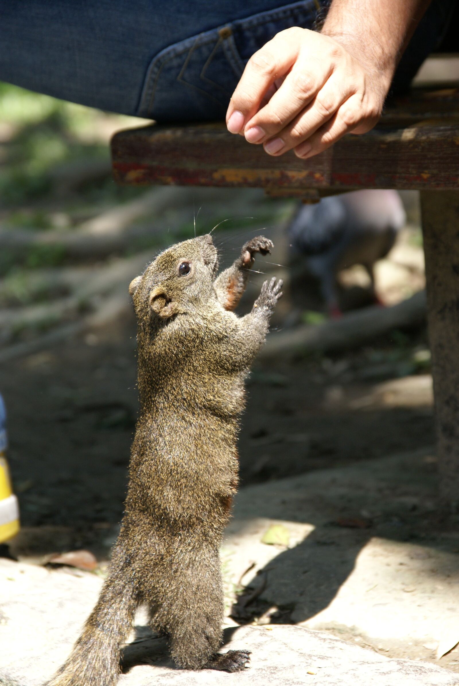 Sony Alpha DSLR-A100 sample photo. Squirrel, park, nature photography