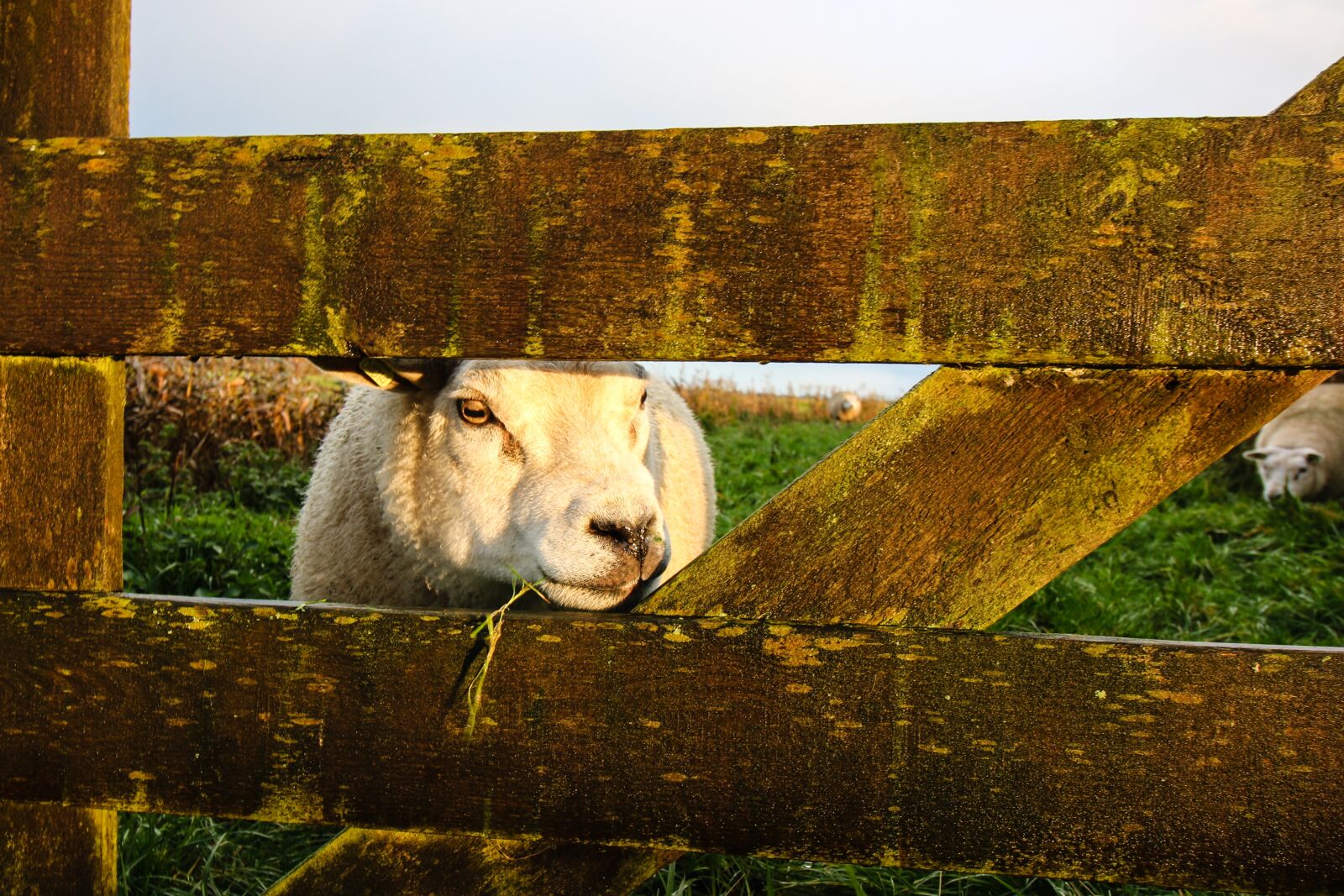 Canon EOS 70D sample photo. Sheep, animal, animals photography