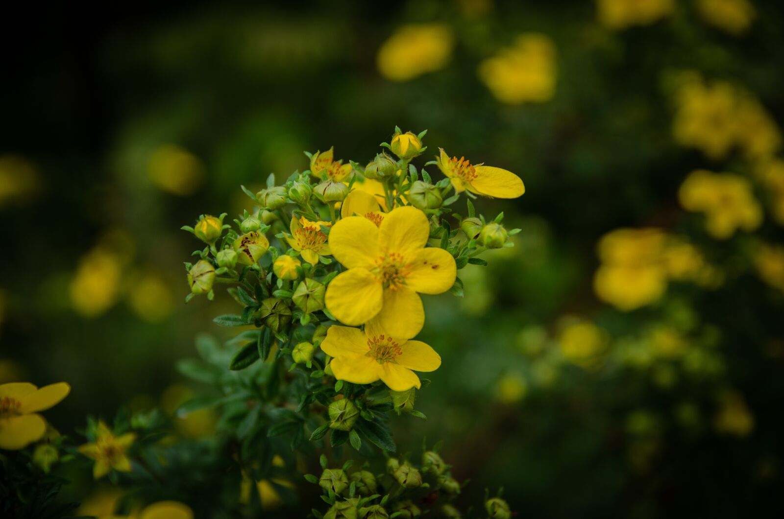Nikon D5100 sample photo. Flowers, garden, nature photography