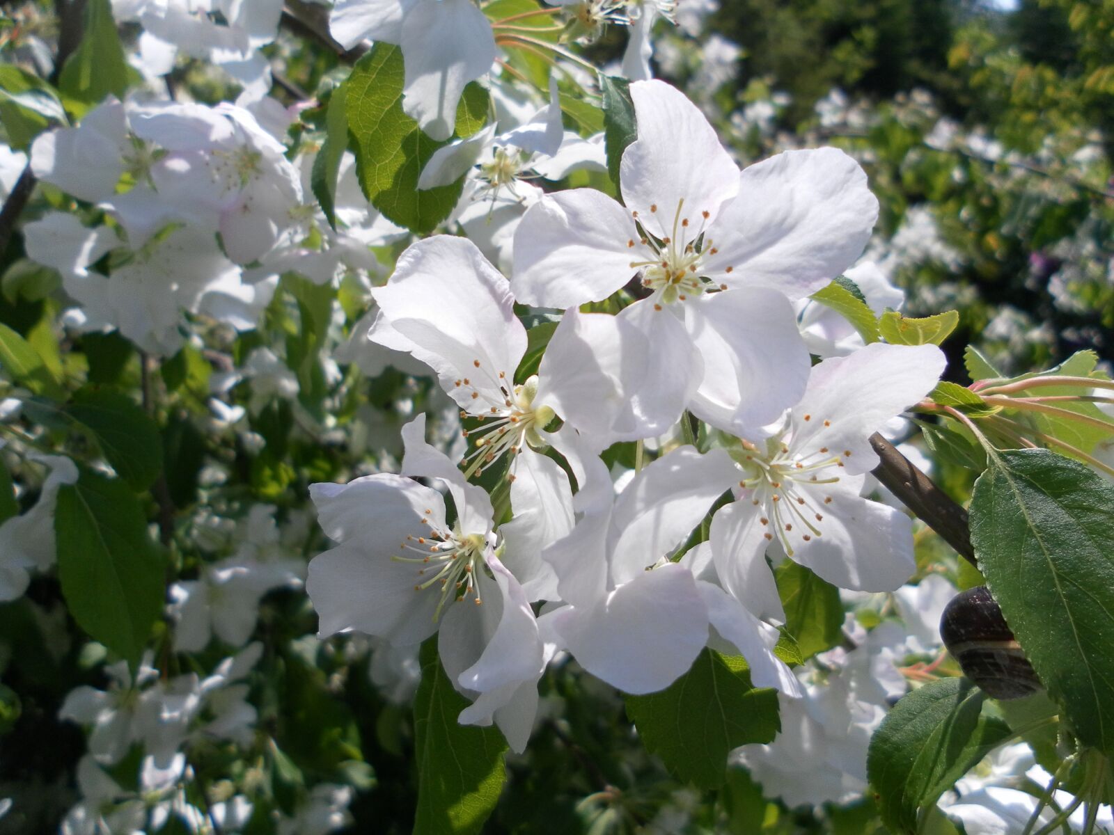 Samsung ST60 / VLUU ST60 /  TL105 /  ST61 sample photo. Bud, flower, blooming photography