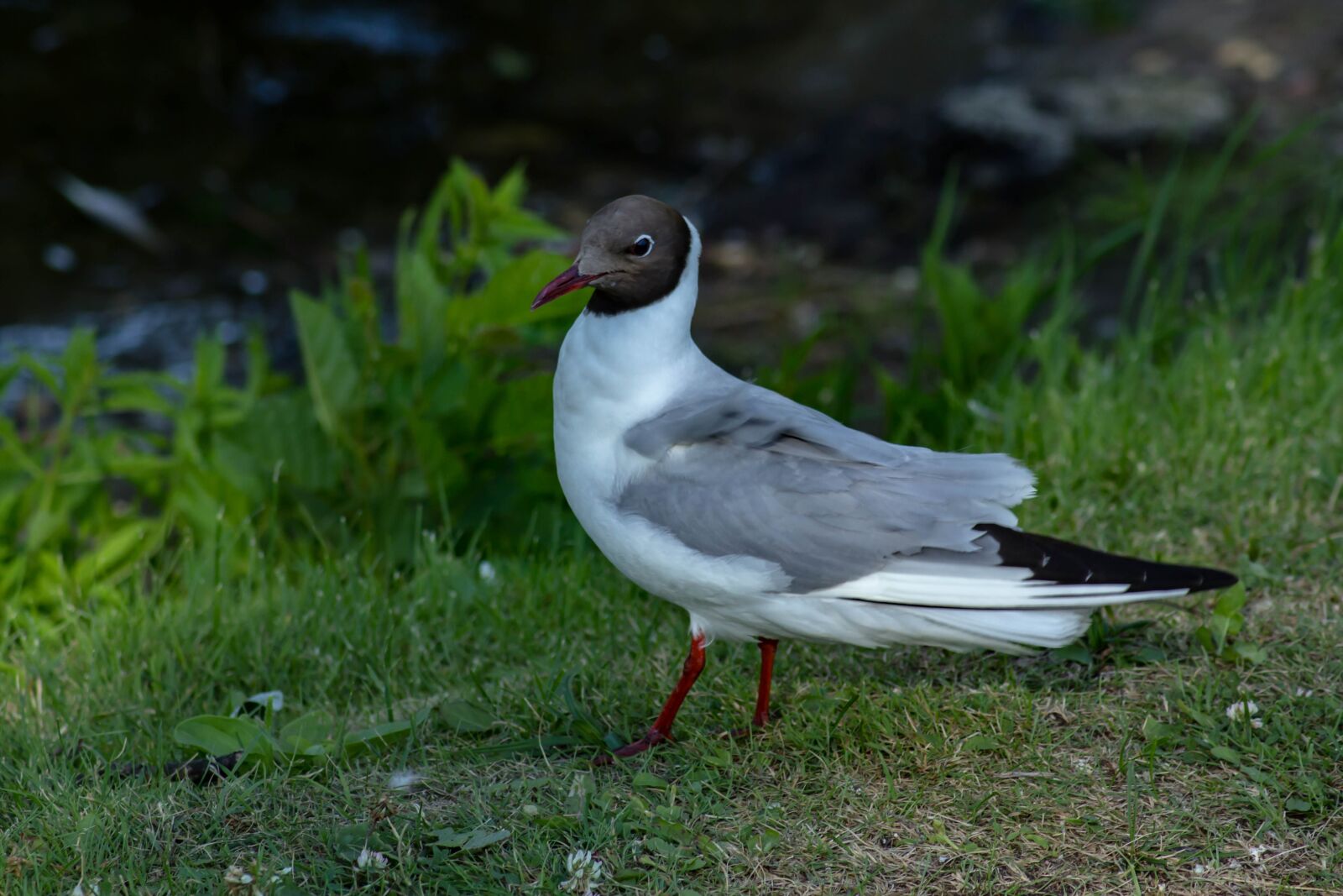Canon EOS 60D sample photo. Bird, seagull, in the photography