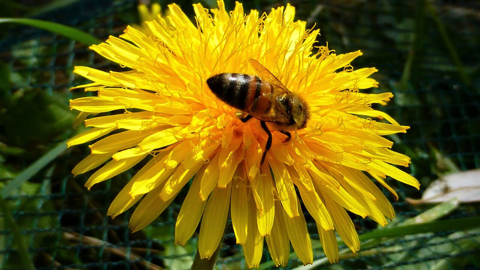 Panasonic Lumix DMC-ZS25 (Lumix DMC-TZ35) sample photo. Nature, flower, plant photography