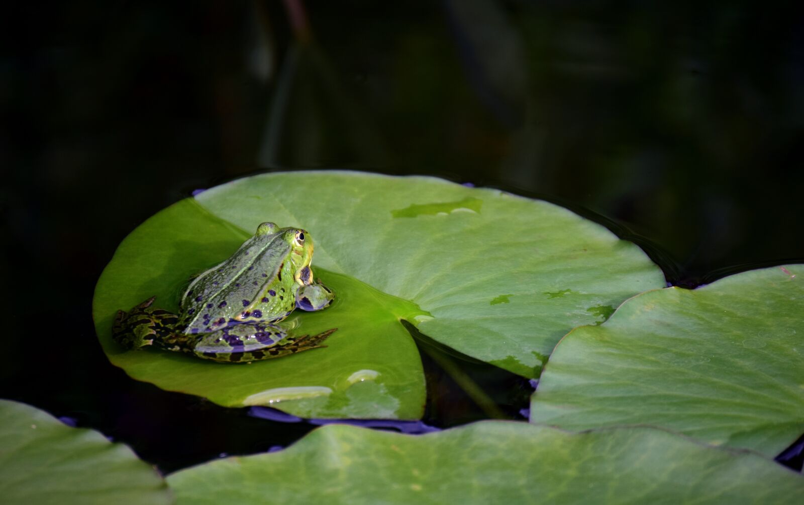 Nikon D3300 sample photo. Frog, green, green frog photography