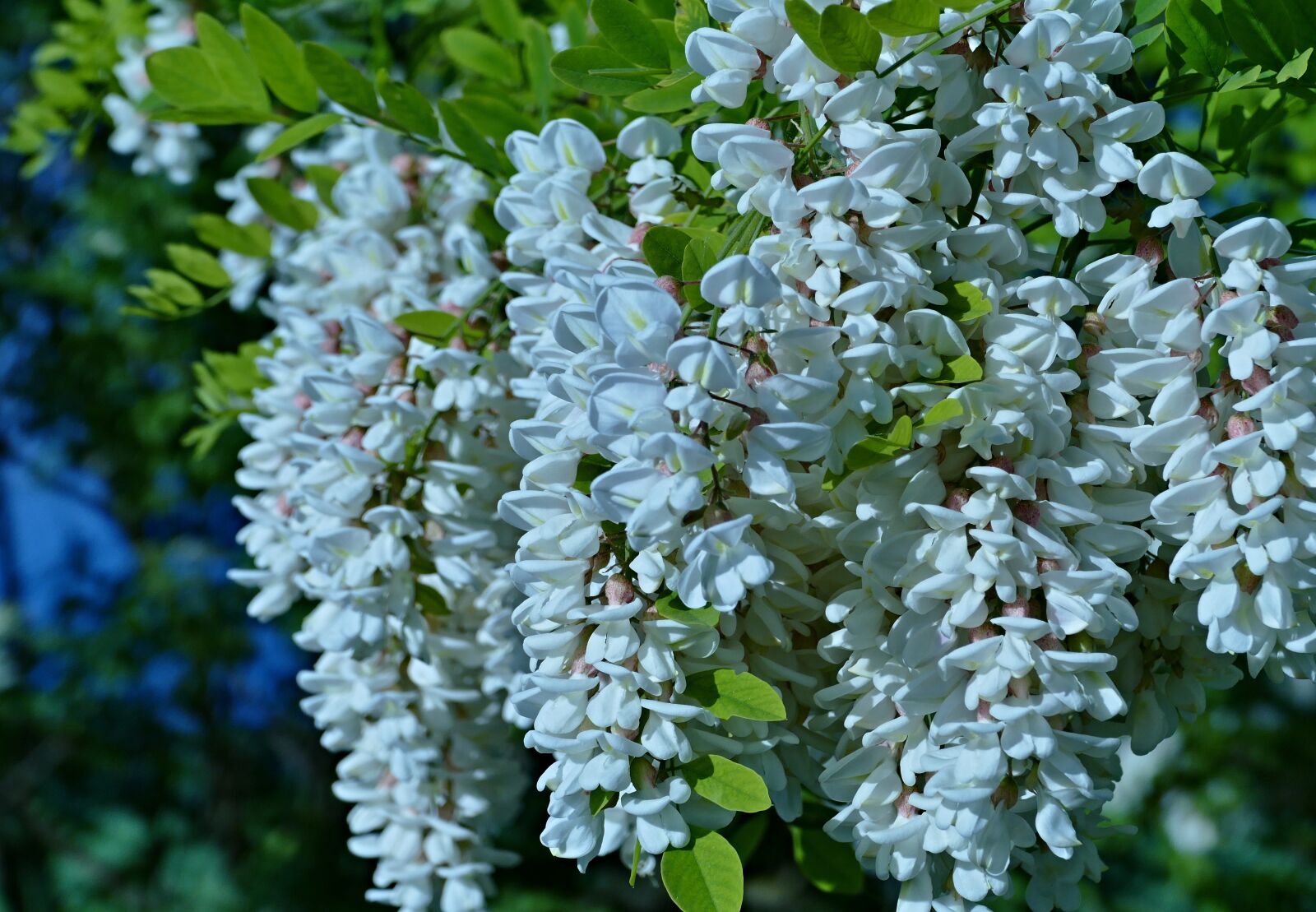 Panasonic Lumix DMC-FZ1000 sample photo. Acacia, flowers, spring photography