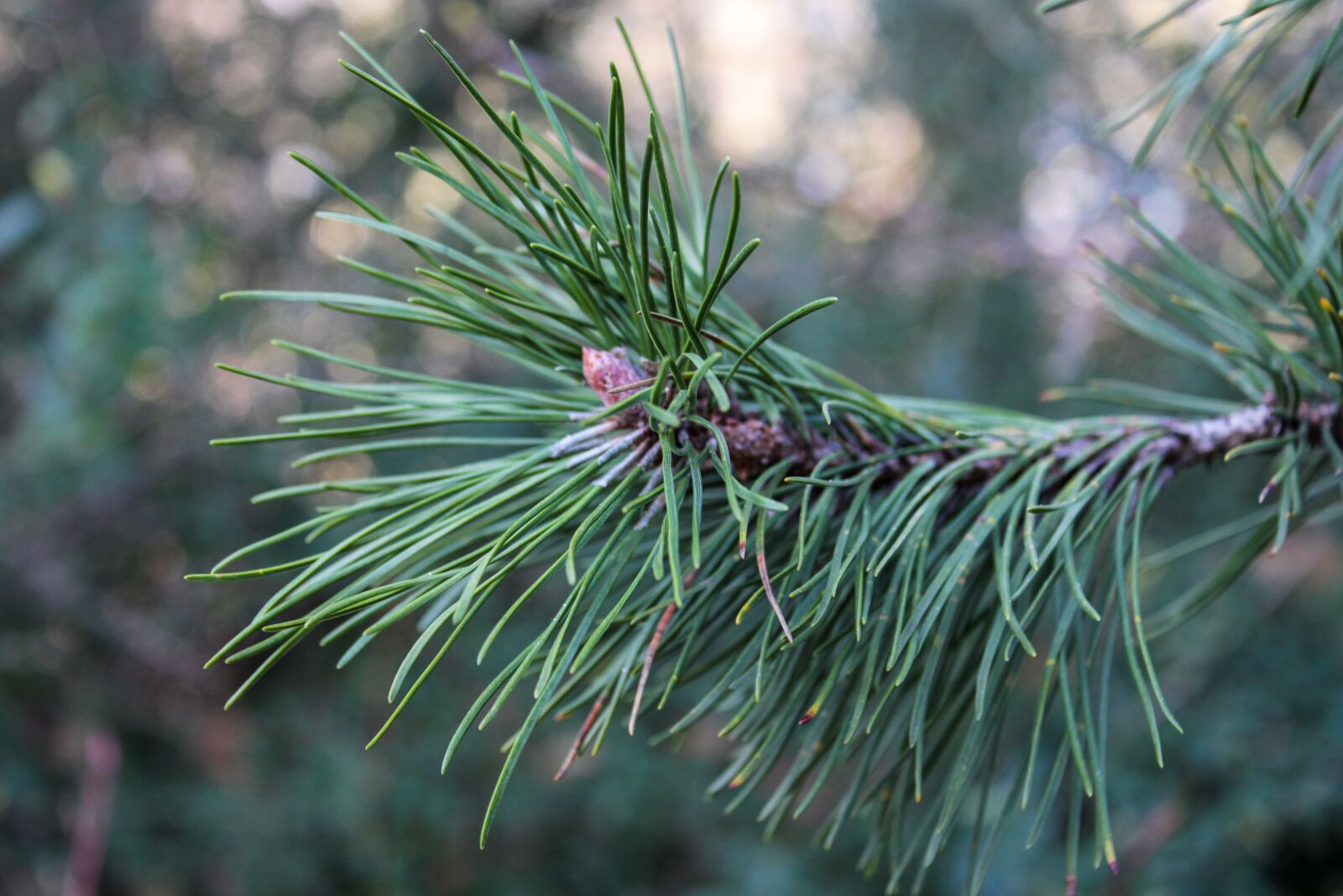 Canon EOS 2000D (EOS Rebel T7 / EOS Kiss X90 / EOS 1500D) sample photo. Texture, spruce, tree photography