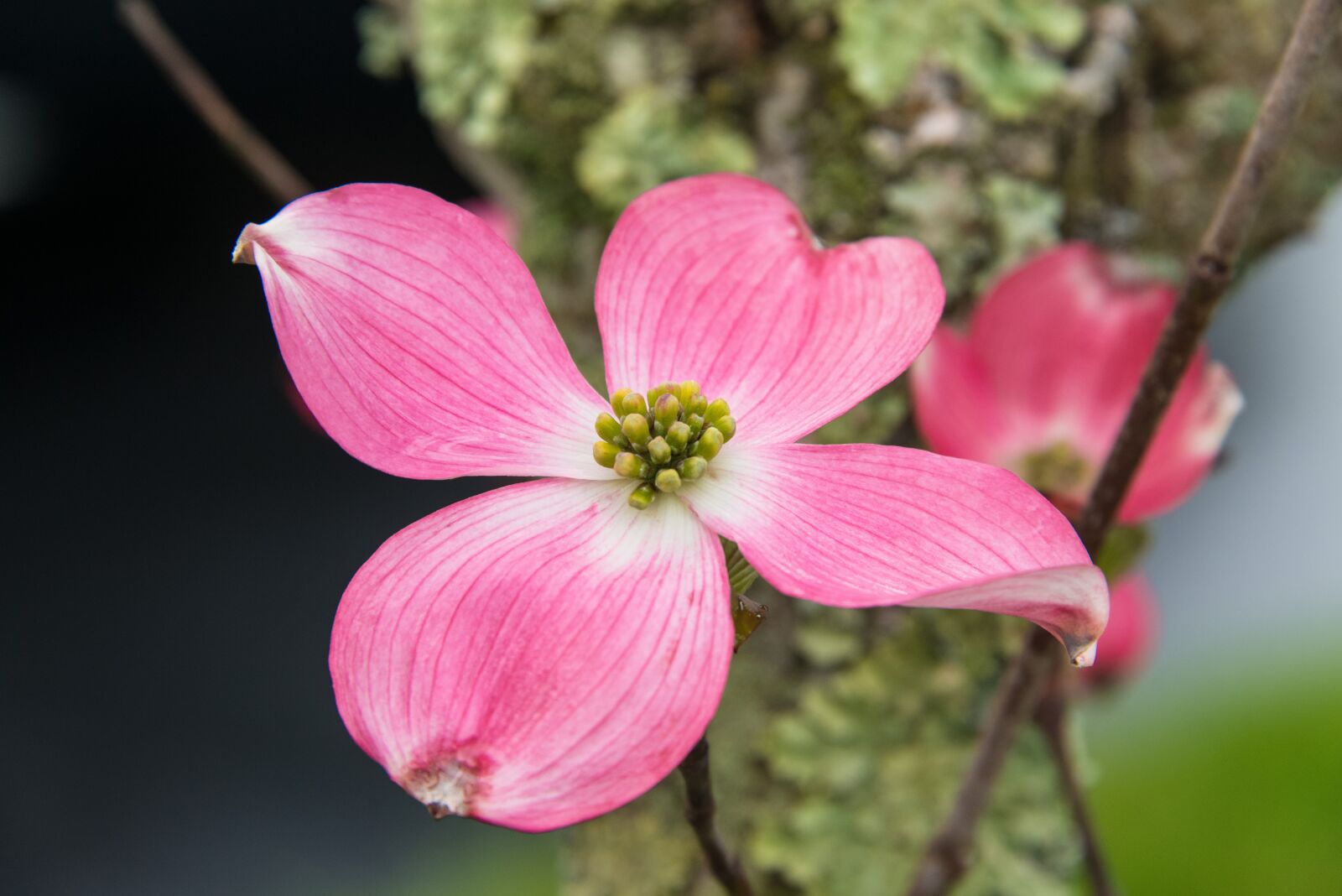 Nikon D800 sample photo. Spring, flower, pink photography