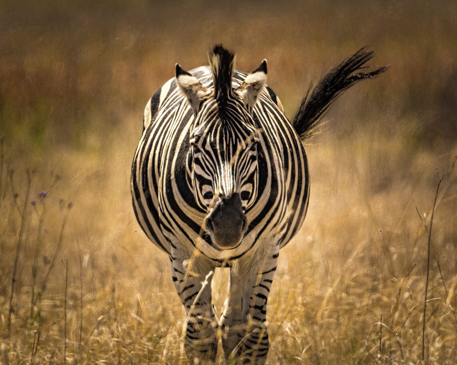 Nikon D7100 sample photo. Zebra, close, stripes photography