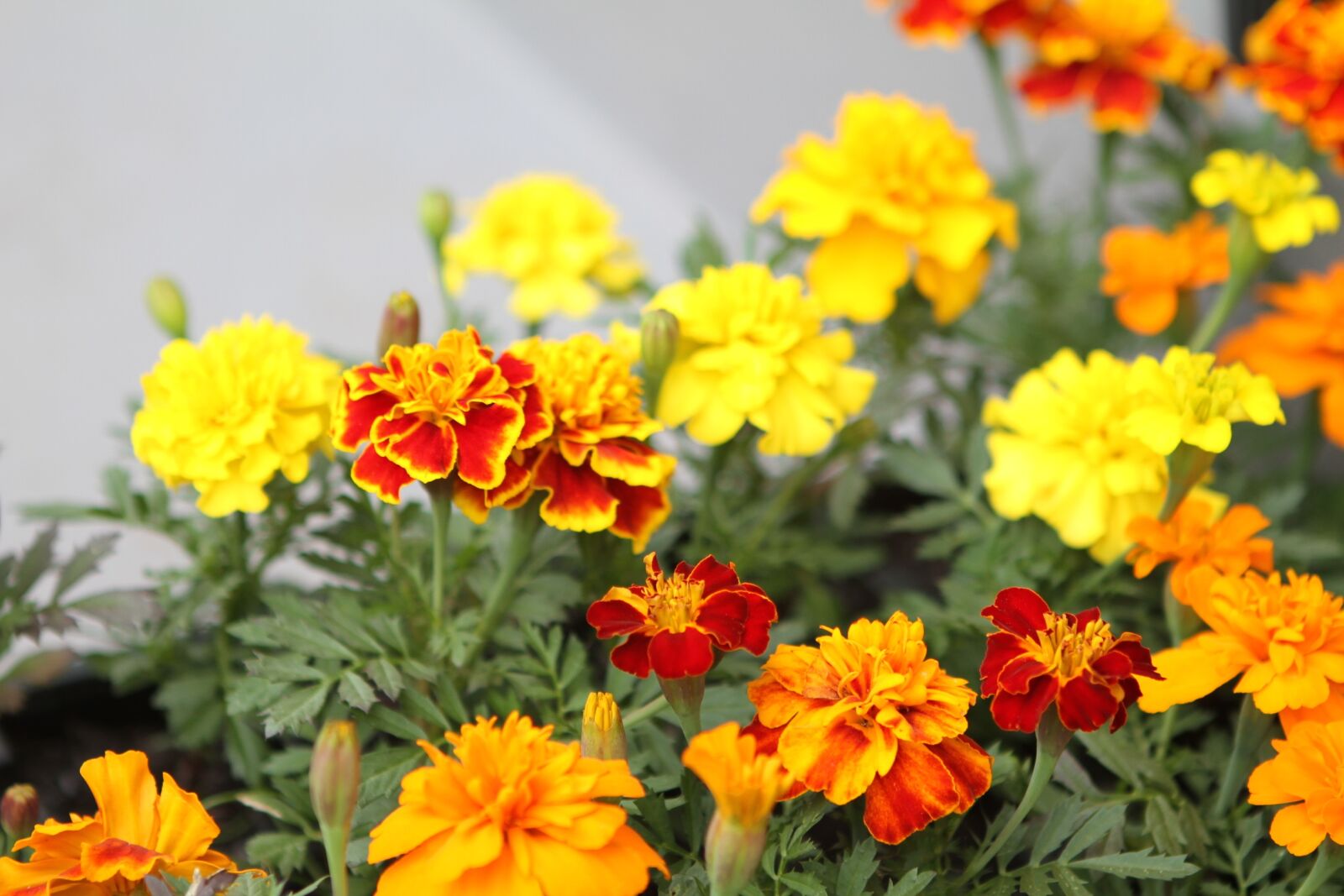 Canon EOS 7D sample photo. Flower, garden, nature photography