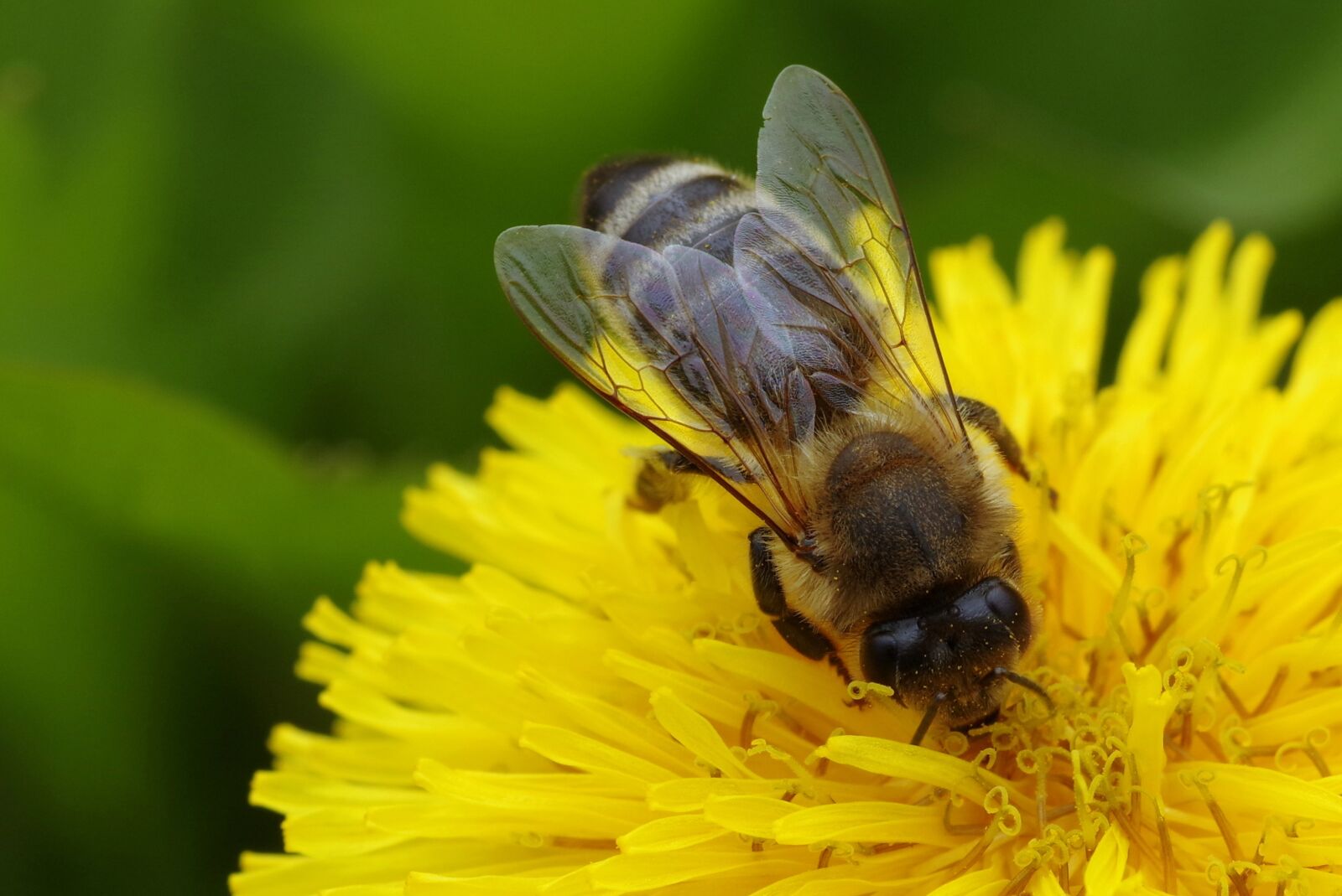 Pentax K-S2 sample photo. Bee, flower, yellow photography
