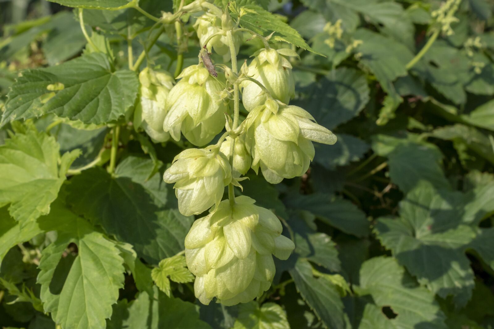 Canon EOS 1300D (EOS Rebel T6 / EOS Kiss X80) sample photo. Hops, flower, petals photography