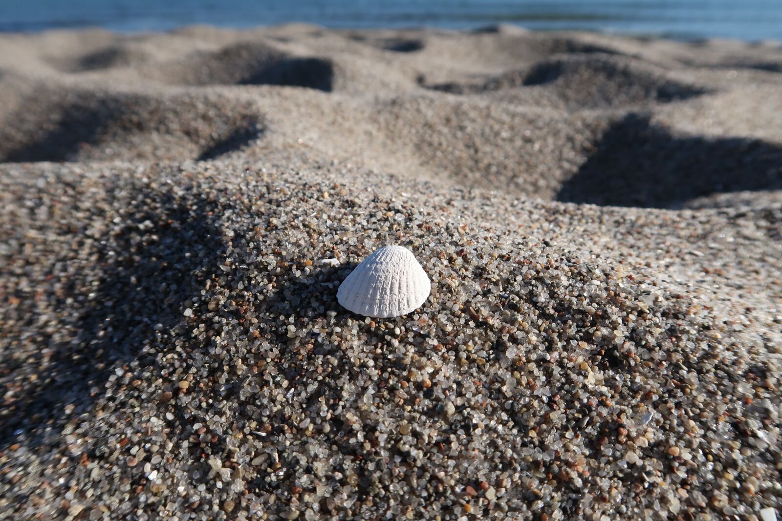 Canon PowerShot G7 X Mark II sample photo. Shell, sand, beach photography