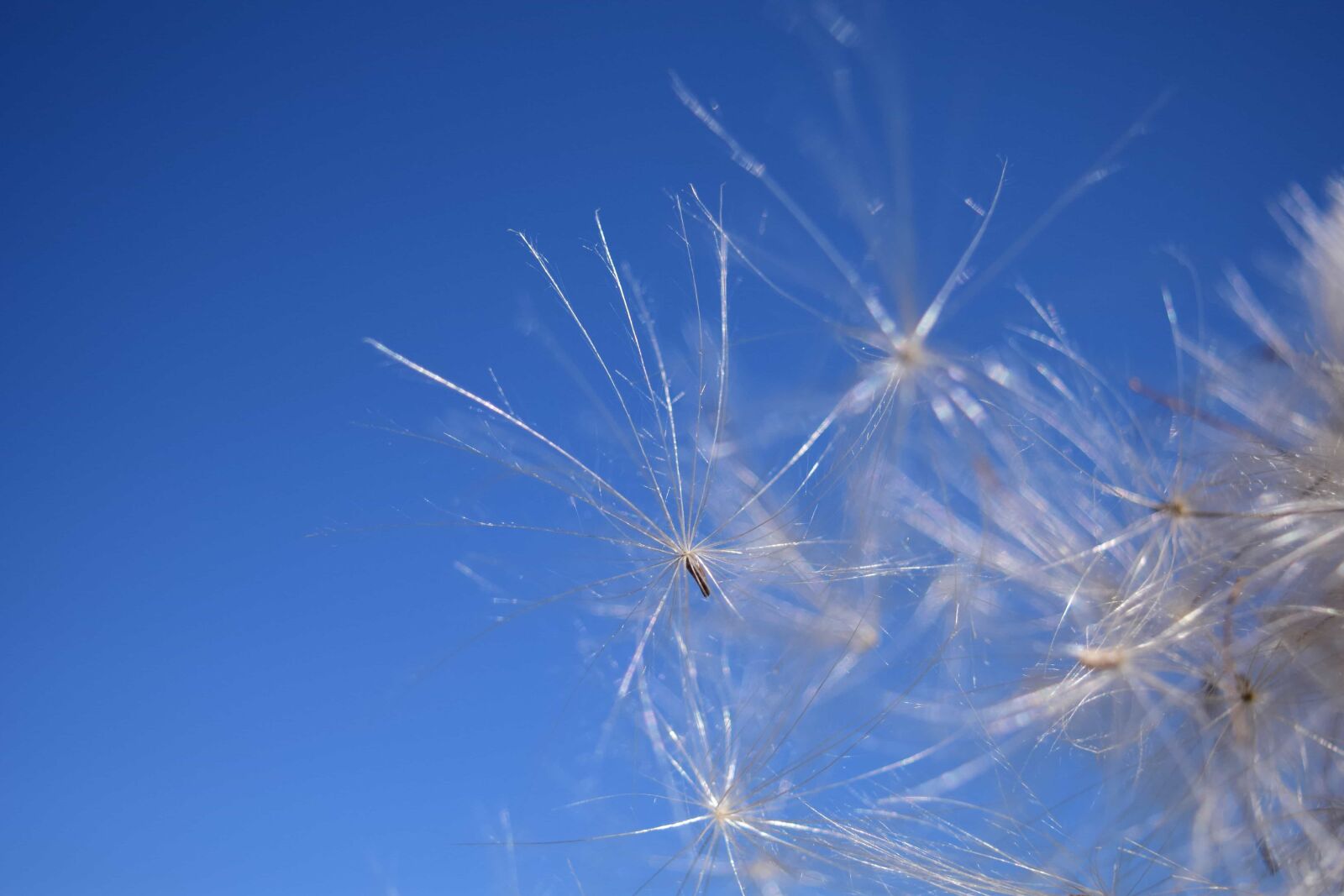 Nikon D3300 sample photo. Nature, summer, dandelion, flower photography