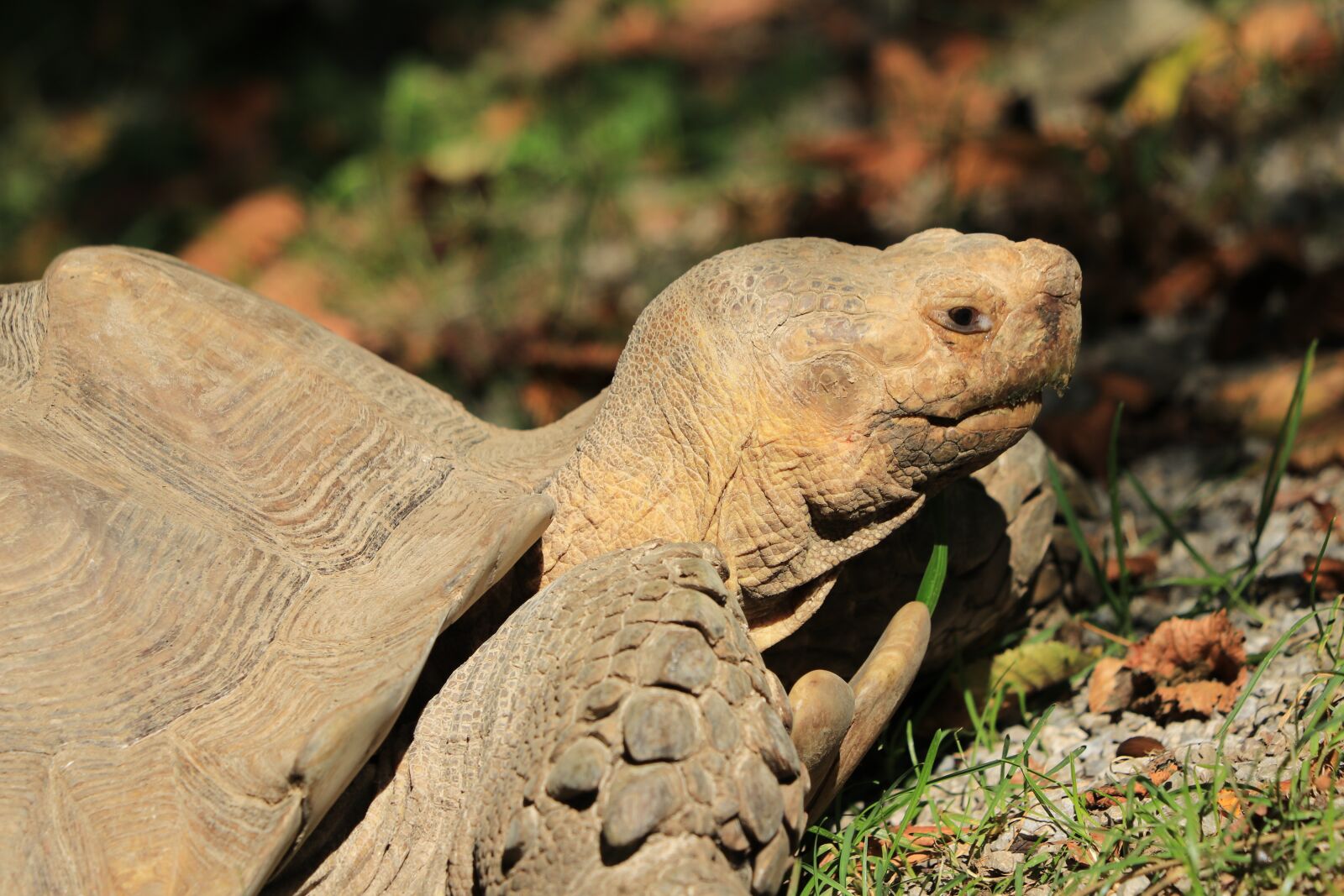 Canon EF 70-300 F4-5.6 IS II USM sample photo. Turtle, animals, reptiles photography
