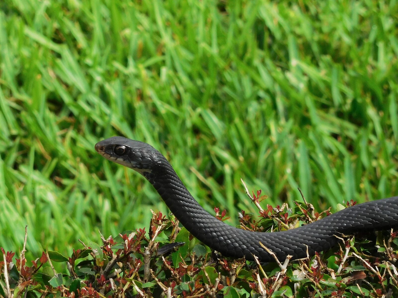 Nikon Coolpix S7000 sample photo. Snake, reptile, creature photography