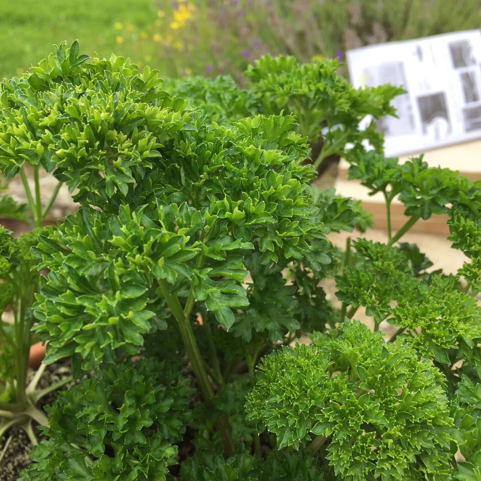 Apple iPhone 6 sample photo. Parsley photography