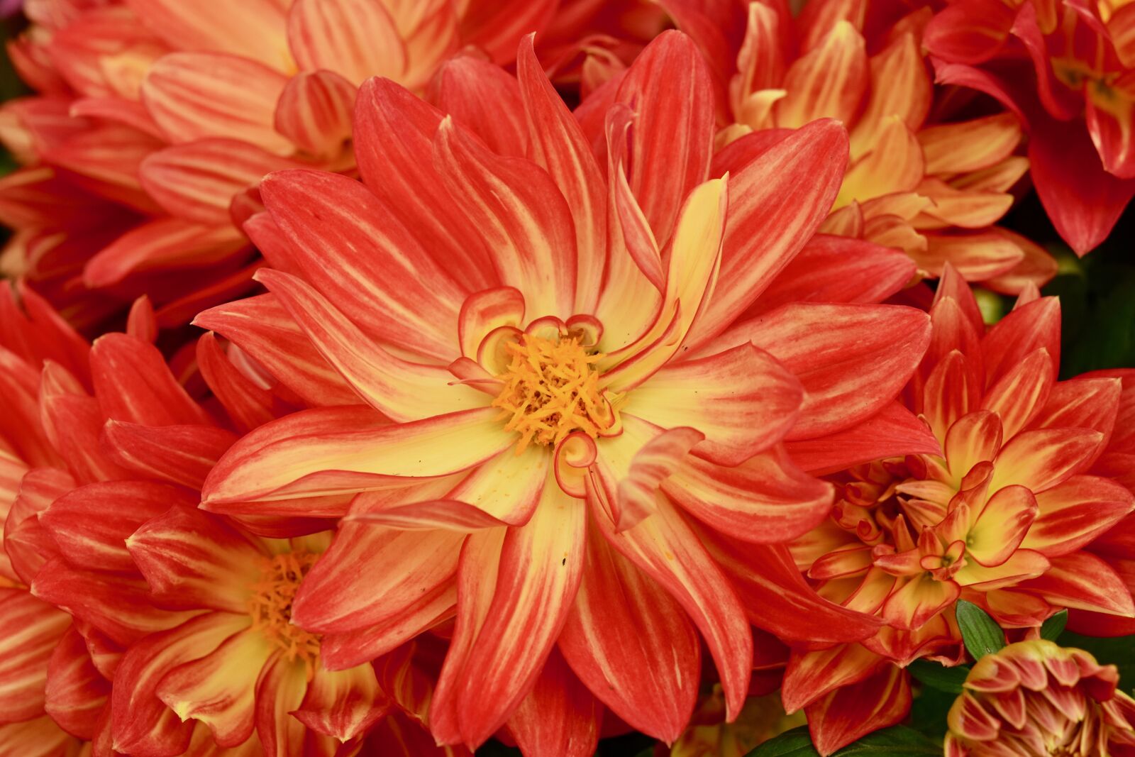 Nikon D5600 sample photo. Flower dahlia, flower, dahlia photography