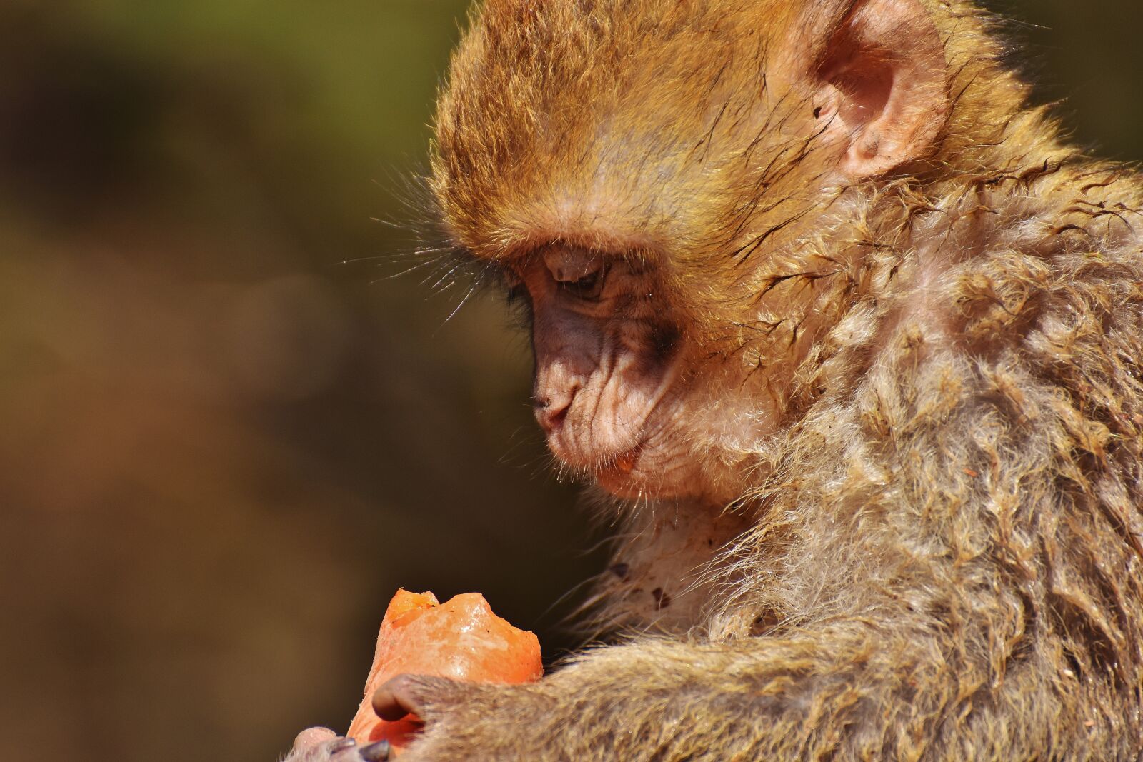 Nikon D7200 sample photo. Barbary ape, eat, carrot photography