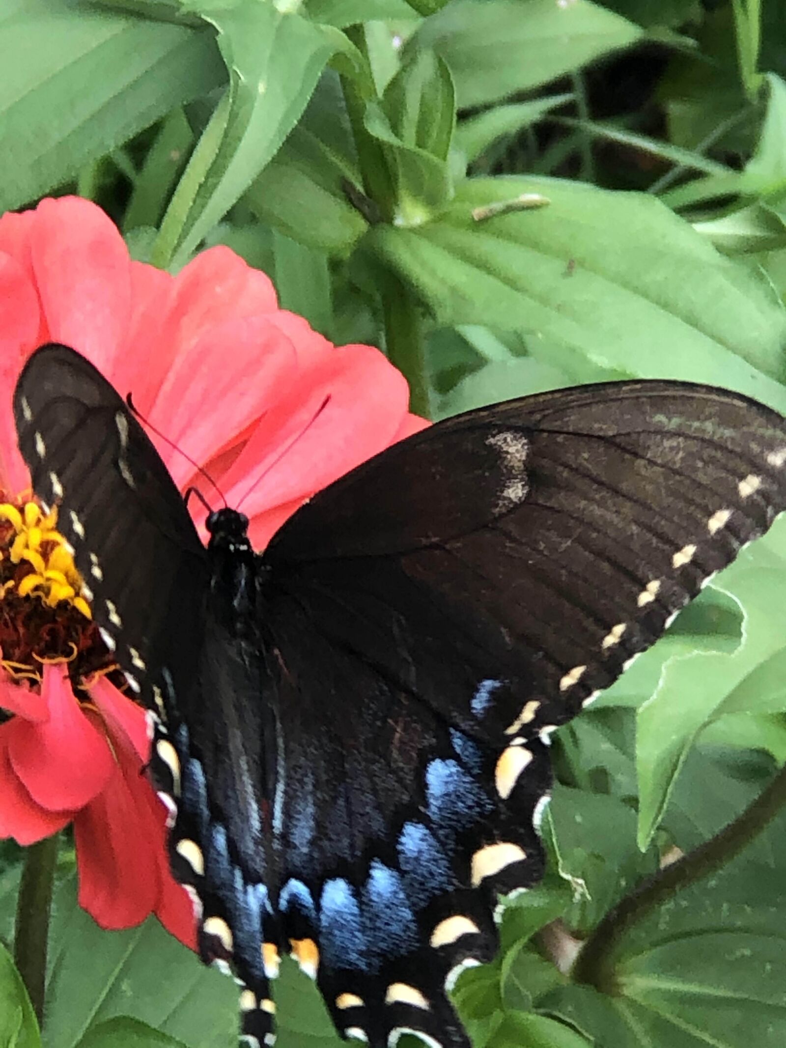 Apple iPhone 8 Plus + iPhone 8 Plus back dual camera 6.6mm f/2.8 sample photo. Butterfly, black butterfly, zinnia photography