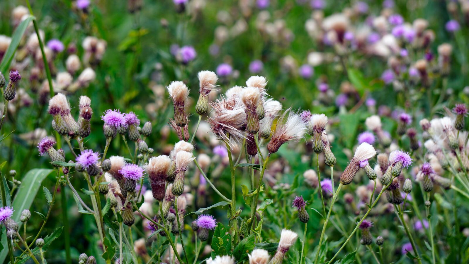 Sony E 55-210mm F4.5-6.3 OSS sample photo. Thistles, wild flower, blossom photography