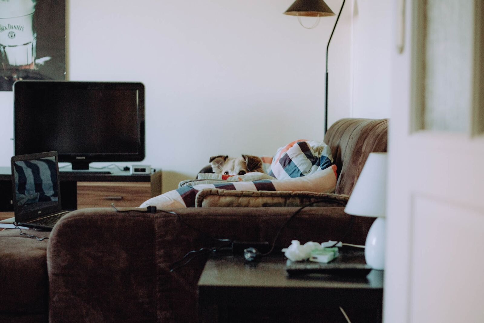 Canon EF 50mm F1.8 II sample photo. Room, dog, animal photography