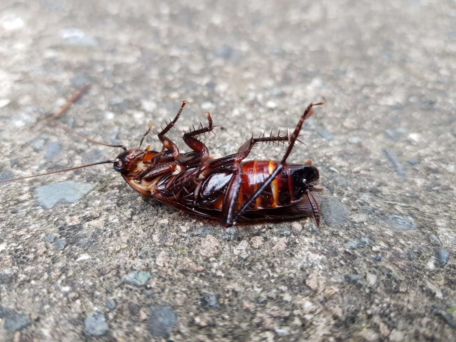 Samsung Galaxy S8+ sample photo. Wheels, bug, insects photography