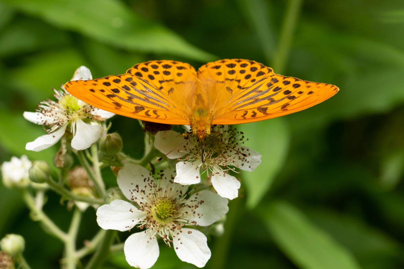Canon EOS 7D Mark II sample photo. Butterfly, edelfalter, blossom photography