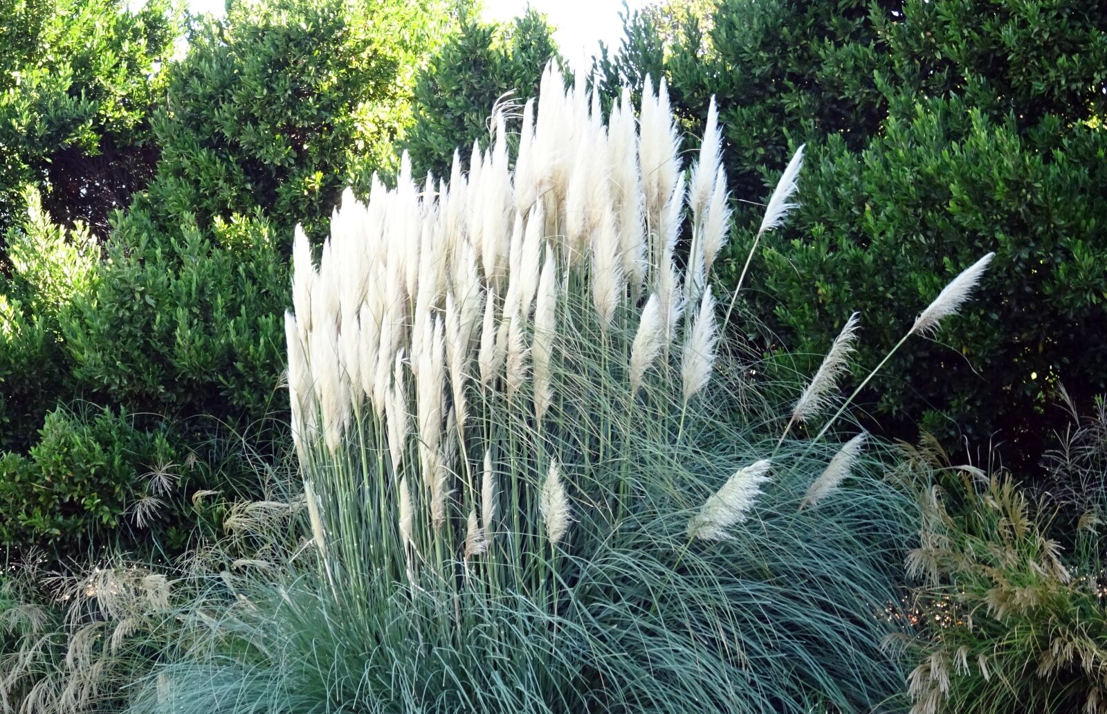 Sony DSC-HX60V sample photo. Saccharum spontaneum, wild sugarcane photography