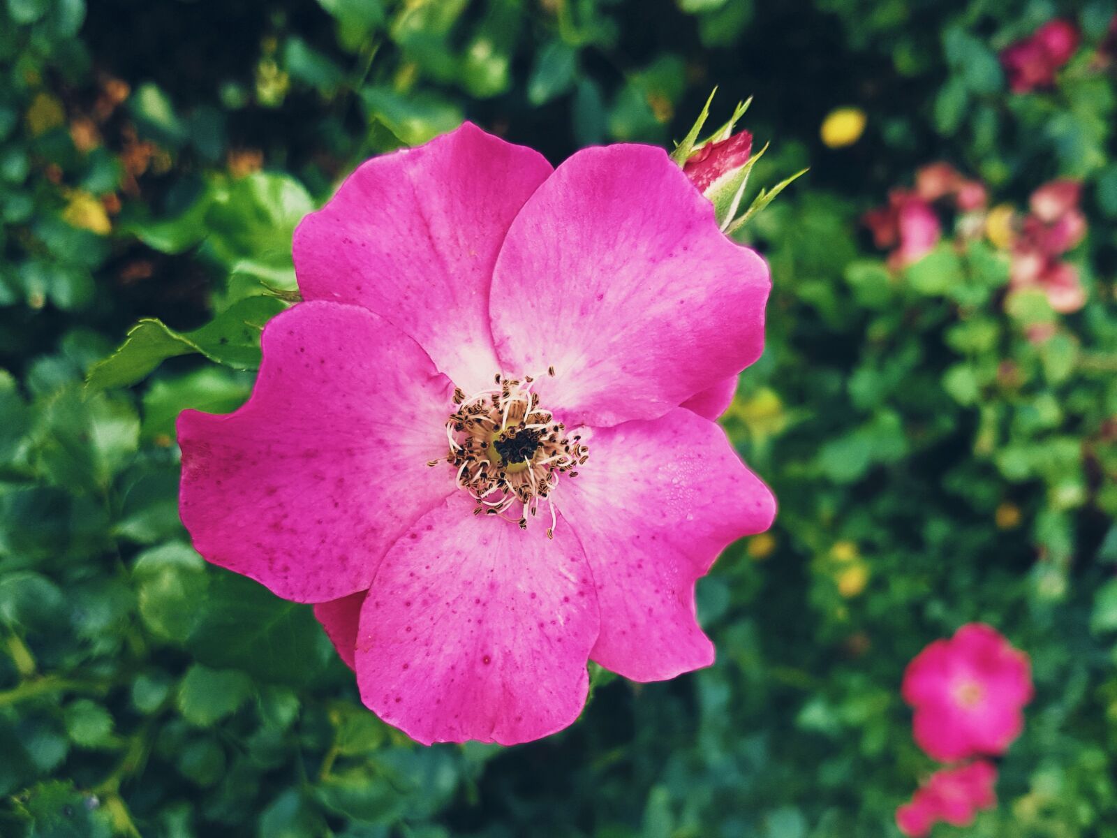 Samsung SM-G955F sample photo. Flower, pink flower, nature photography