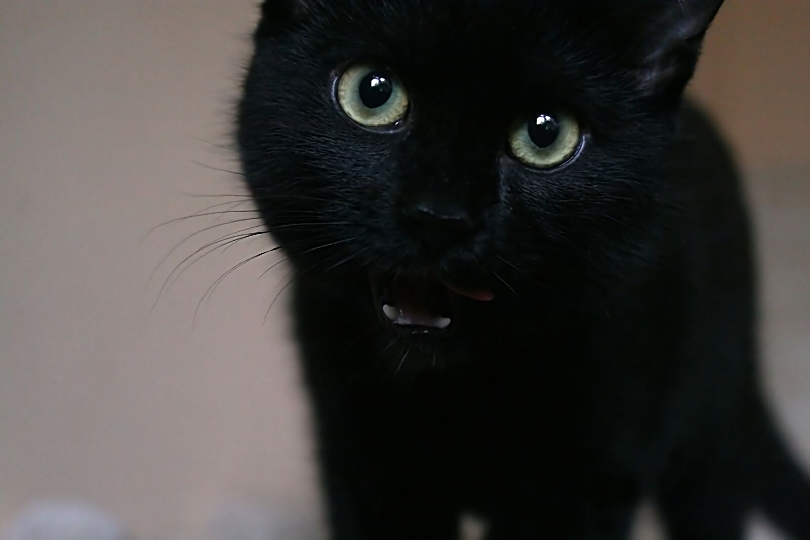 Canon EOS 30D sample photo. Cat, black, kitten photography