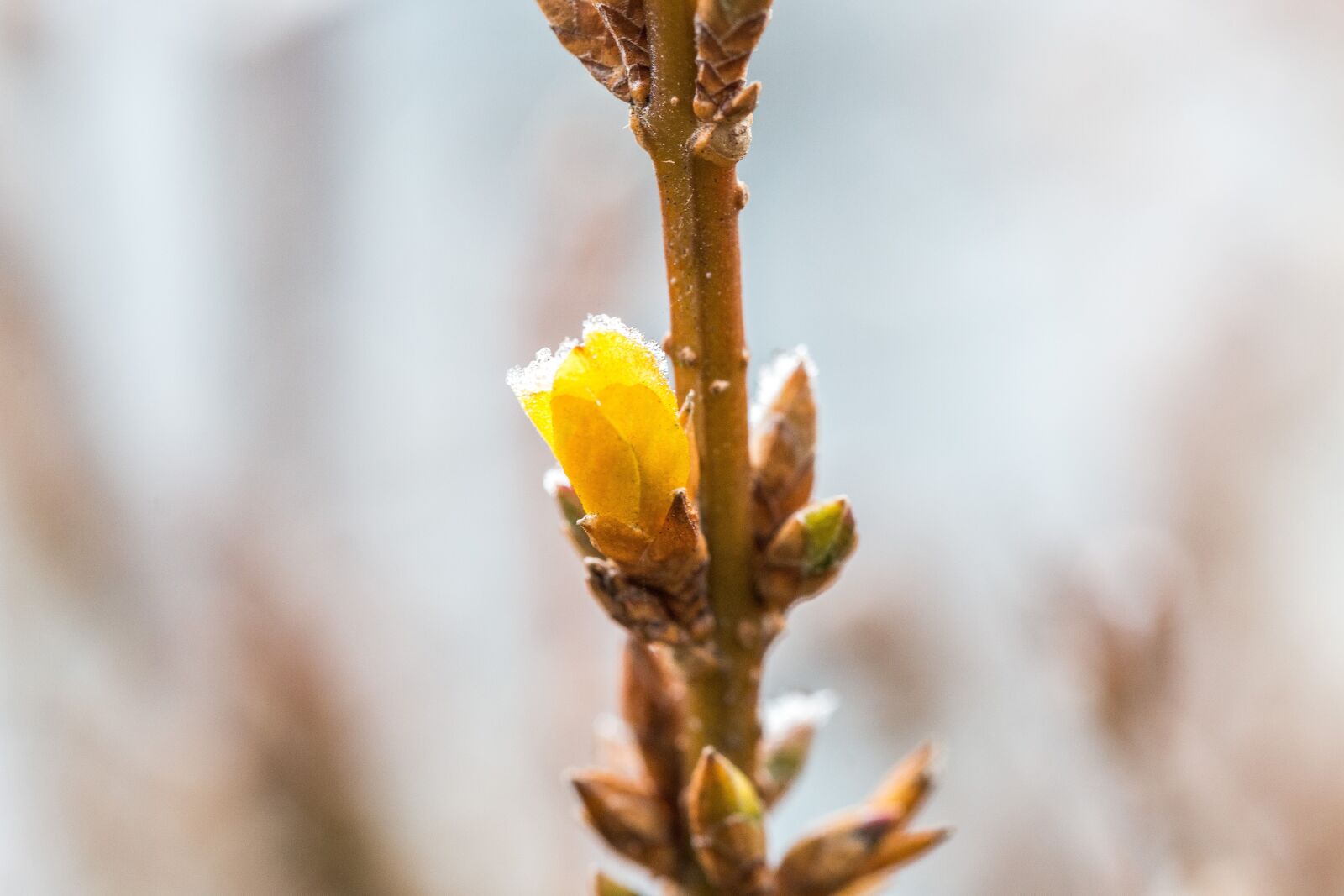 Canon EOS 70D sample photo. Winter, frost, spring photography