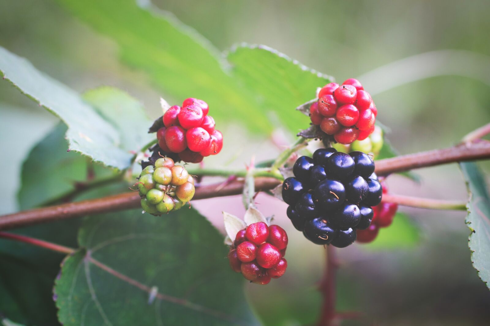 Tamron SP 90mm F2.8 Di VC USD 1:1 Macro sample photo. Blackberries, berries, fresh berries photography