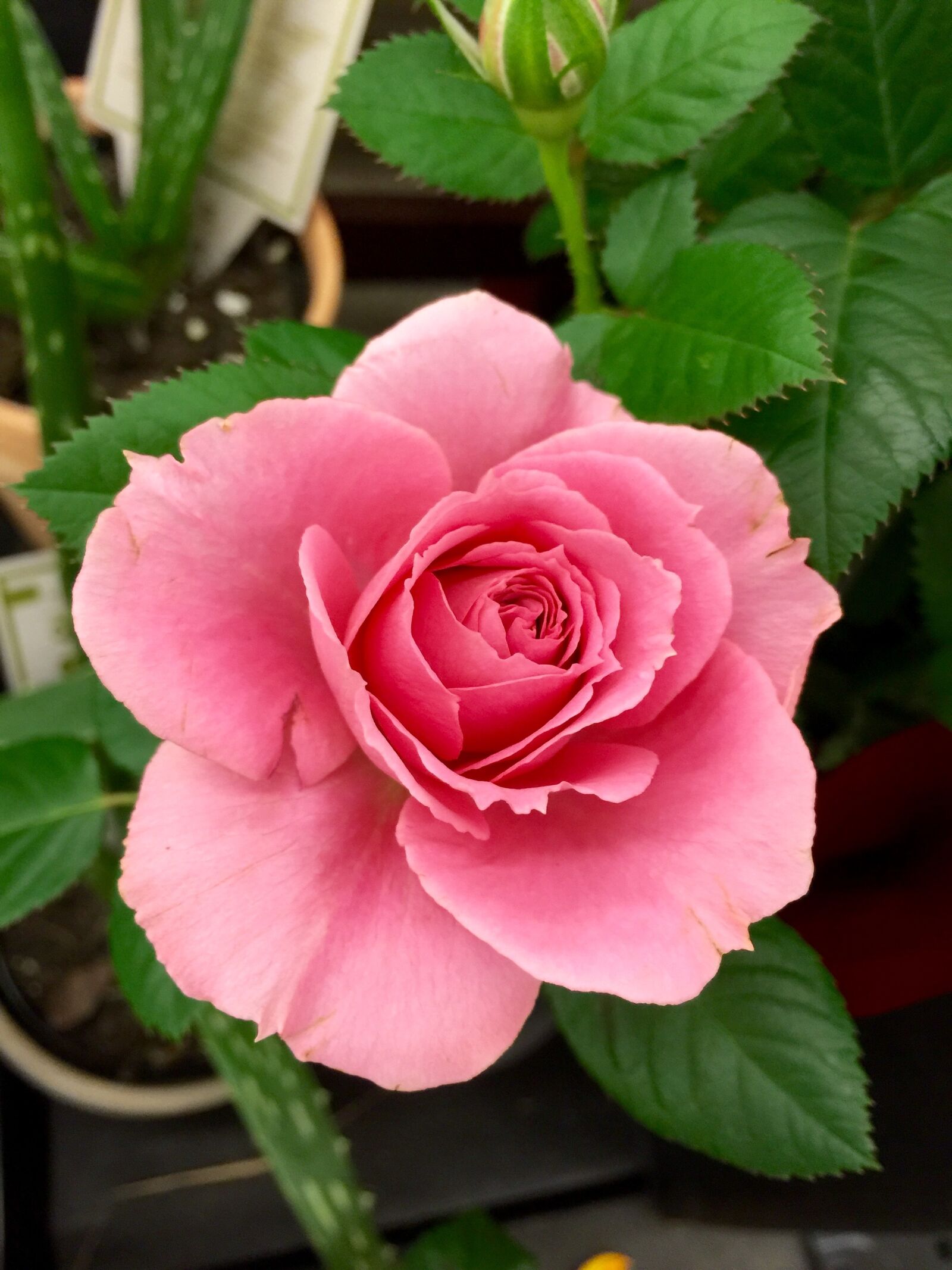 iPhone 6 Plus back camera 4.15mm f/2.2 sample photo. Bloom, blossom, close-up photography
