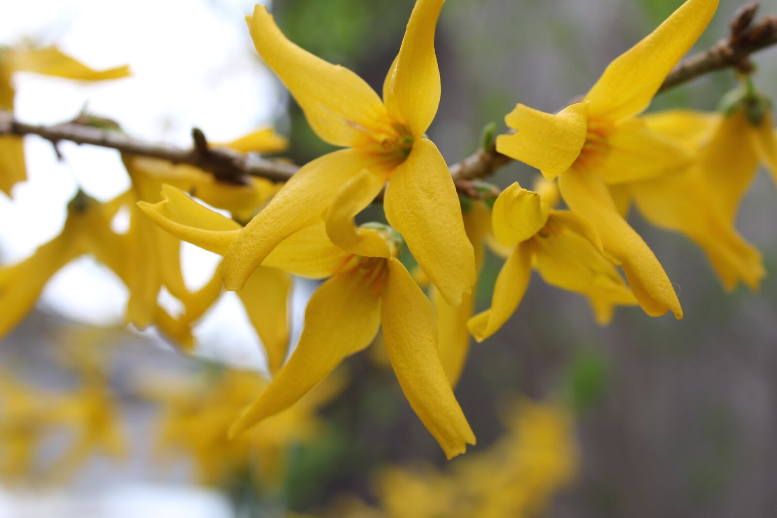 Canon EOS 60D sample photo. Flowers, yellow, bush photography