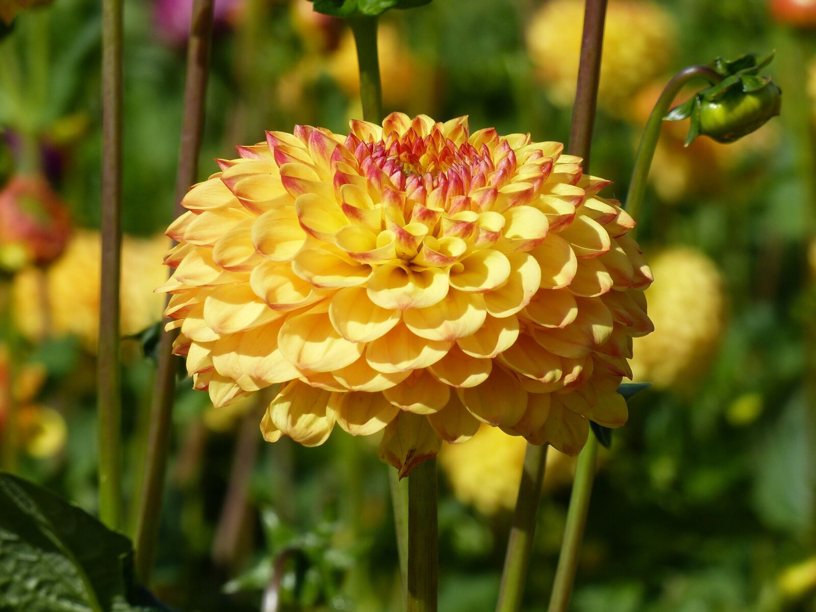Panasonic Lumix DMC-FZ200 sample photo. Pompom, dahlia, flowers photography