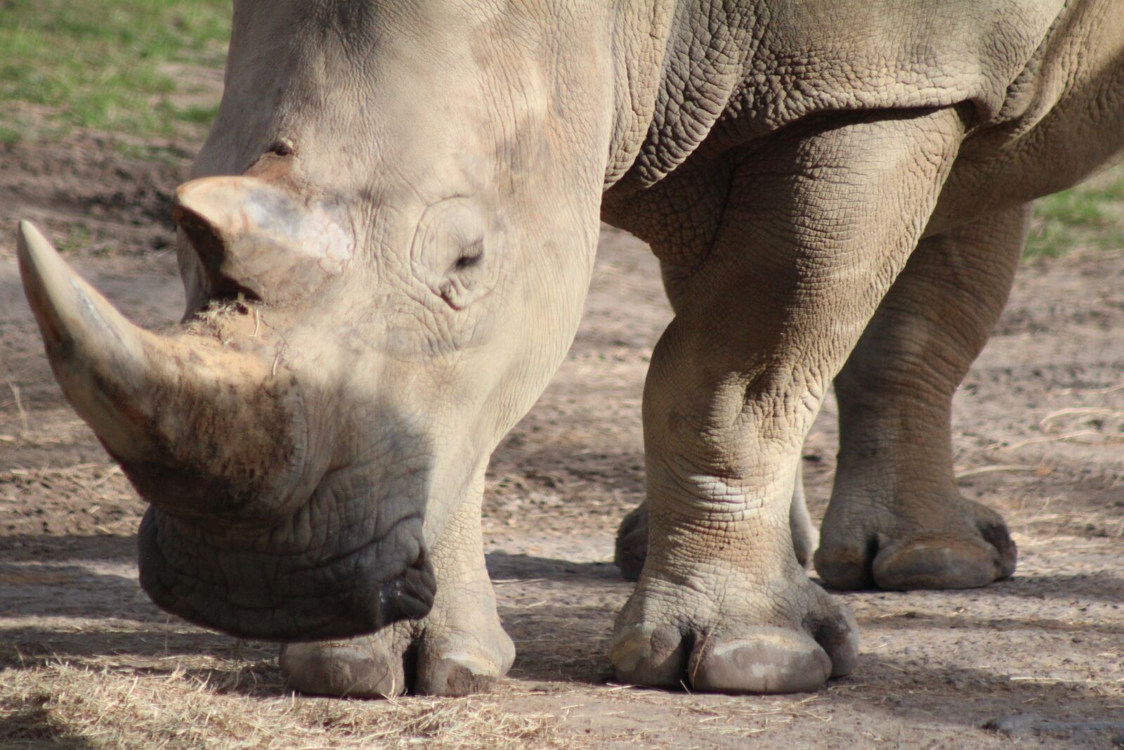 EF75-300mm f/4-5.6 sample photo. Rhino, zoo, rhinoceros photography