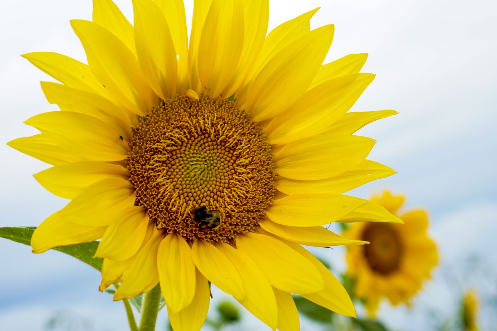 E 50mm F1.8 OSS sample photo. Sunflower, flowers, yellow photography