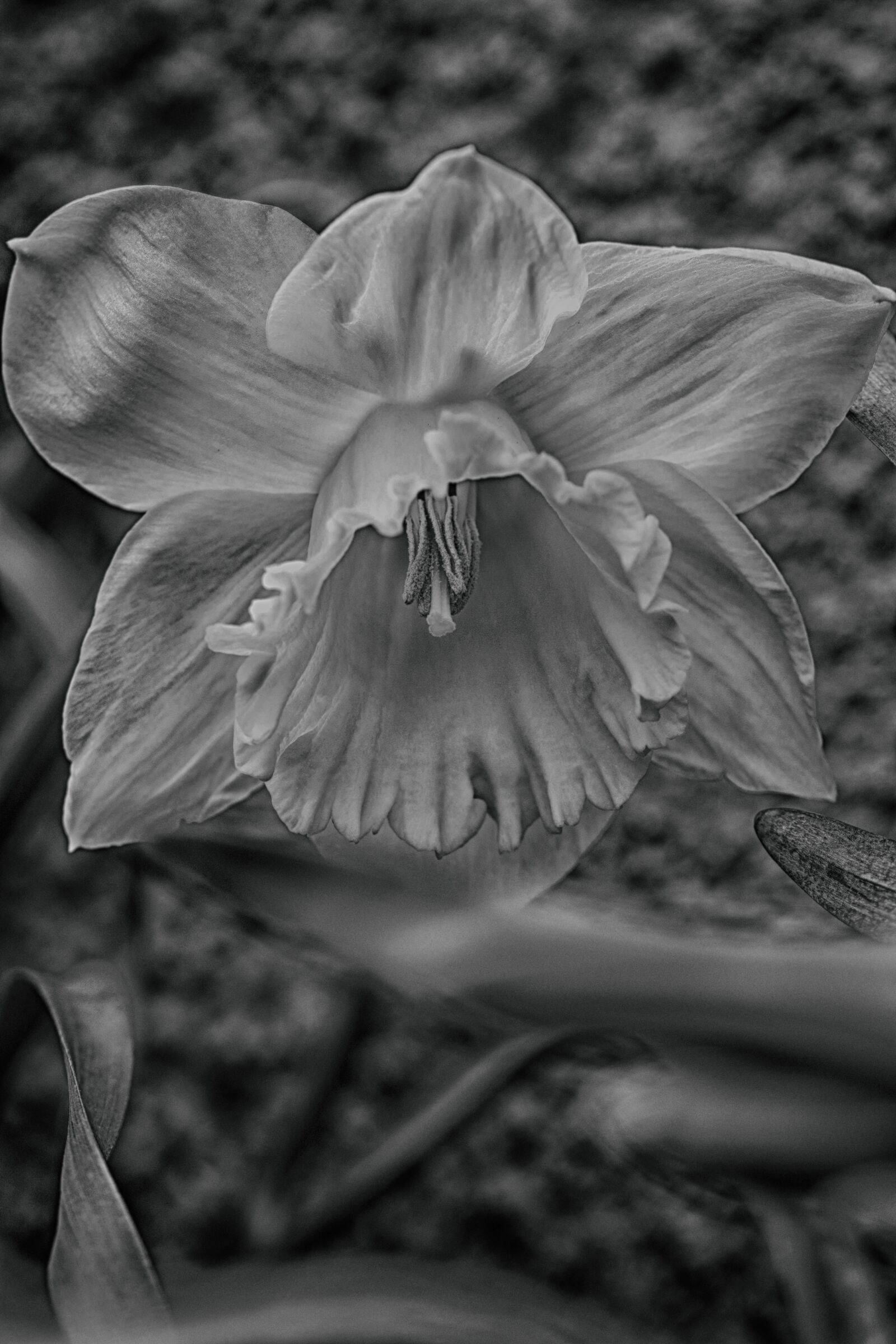 Canon EOS 7D Mark II sample photo. Nature, flower, flora photography